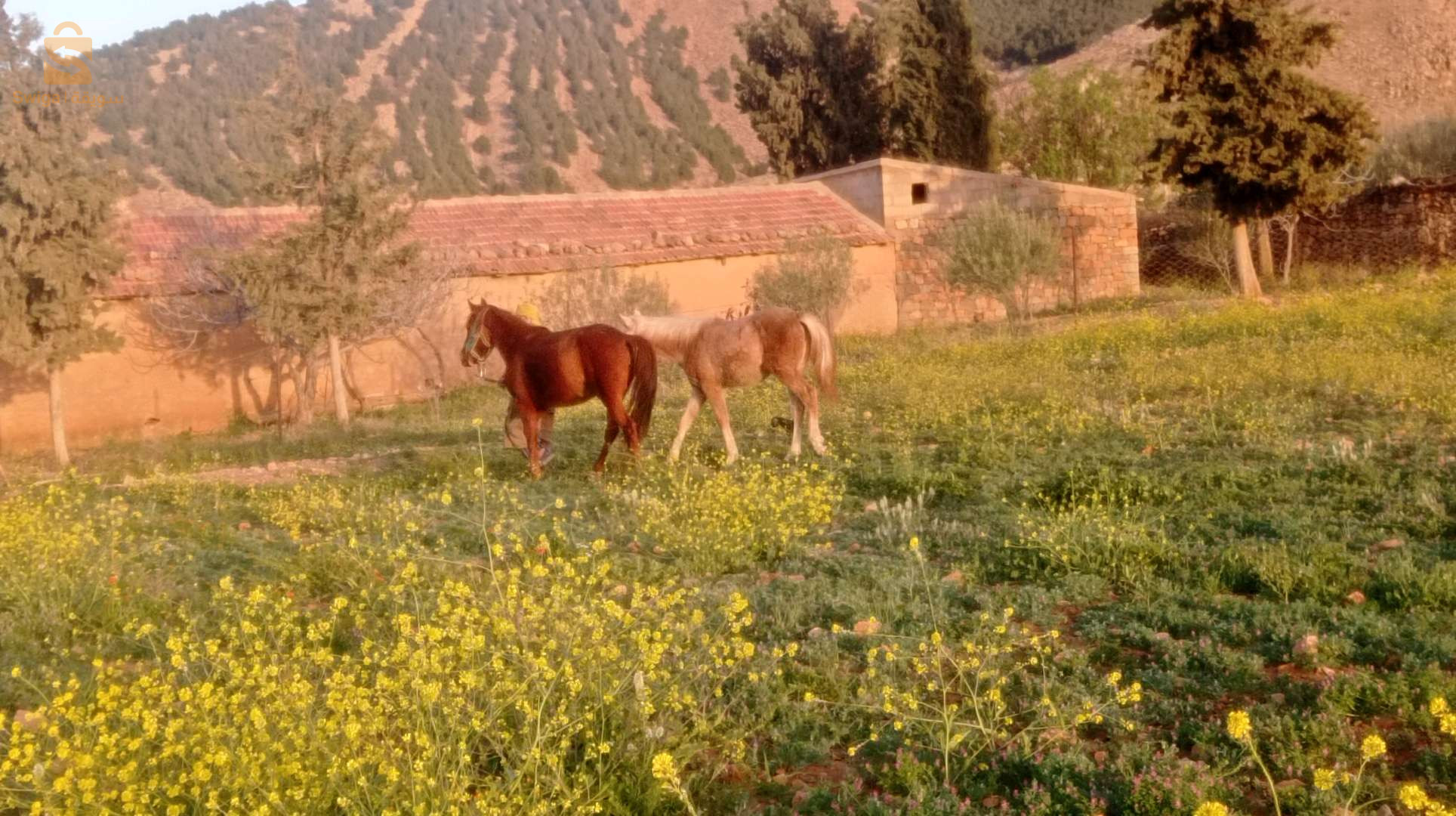 عودة انڨليزية