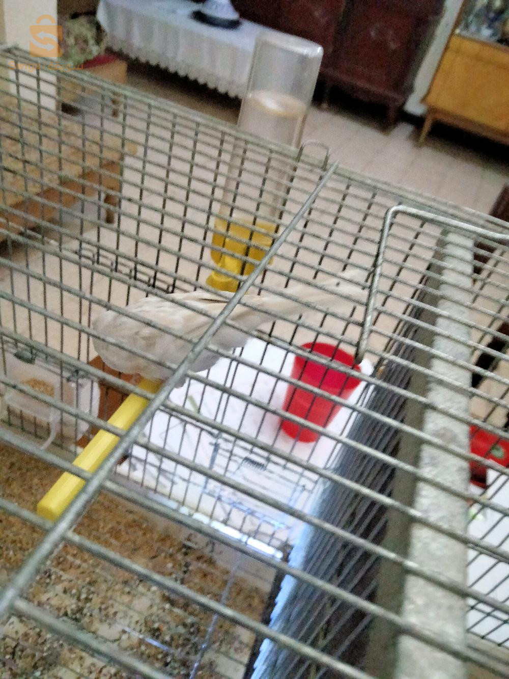 كناري ساتيني زيو روج رويال