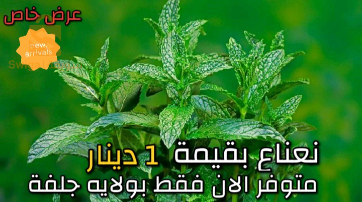 نعناع بقيمه واحد دينار عرض لا يفوت
