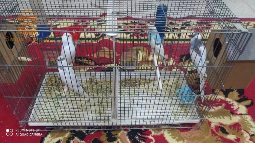 كوكتال وبيريش