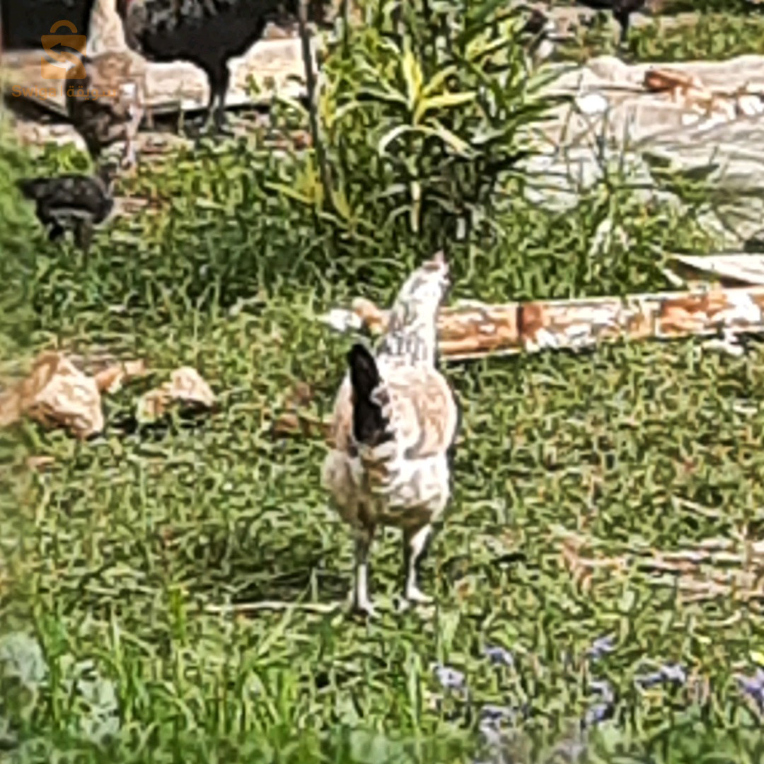 3 دجاج استرالوب و سردوك  و دجاجة  عرب و سردوك