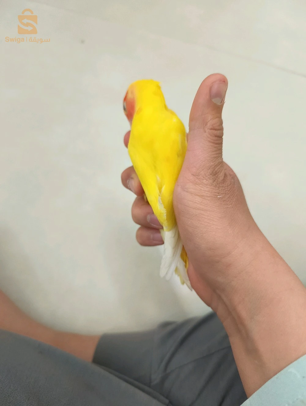 عصافير للبيع