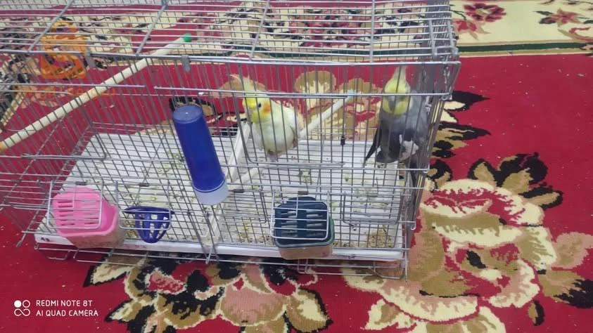 كوكتال وبيريش