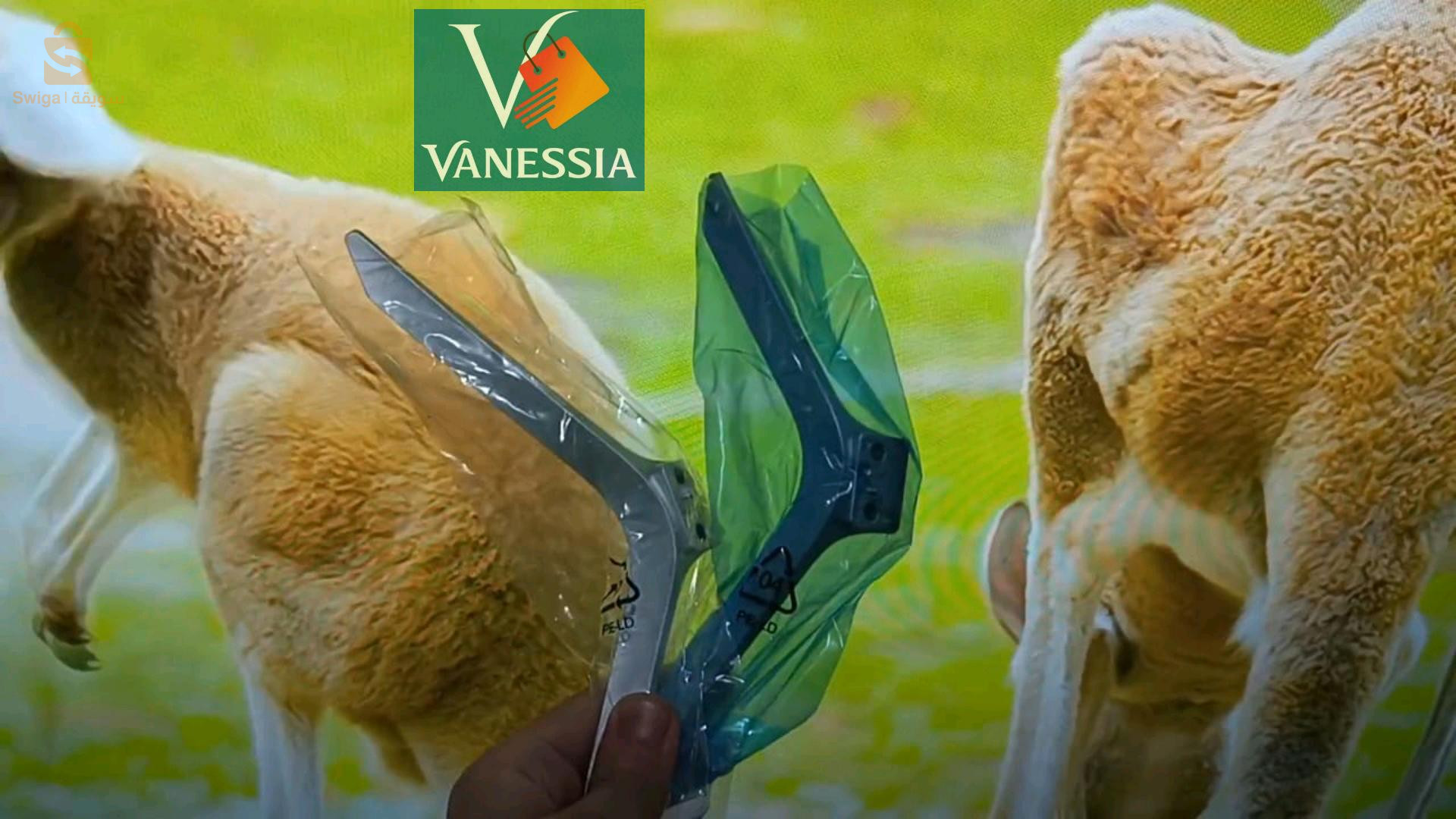 بروسيو تاع زواولة باطل