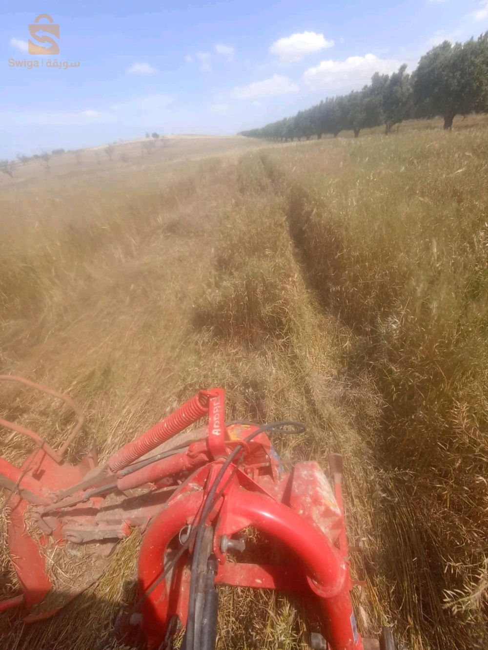 خرطان حر مزروع بوطة كبيرة