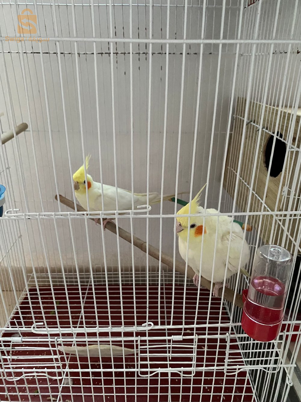 Calopsitte couple lutino