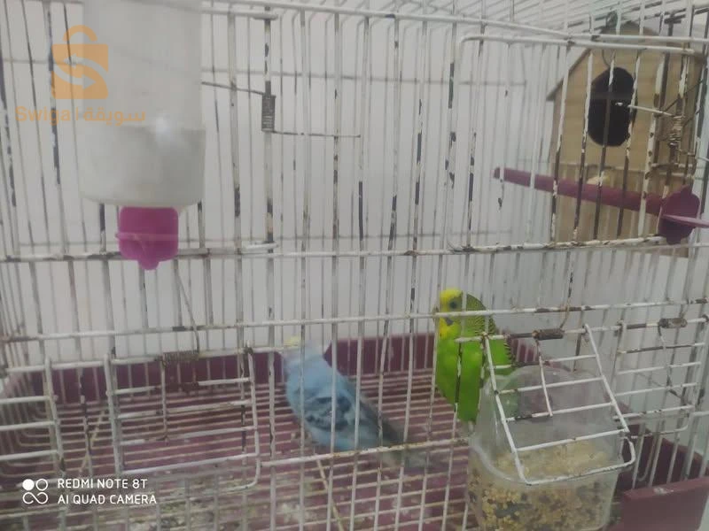 كوكتال وبيريش