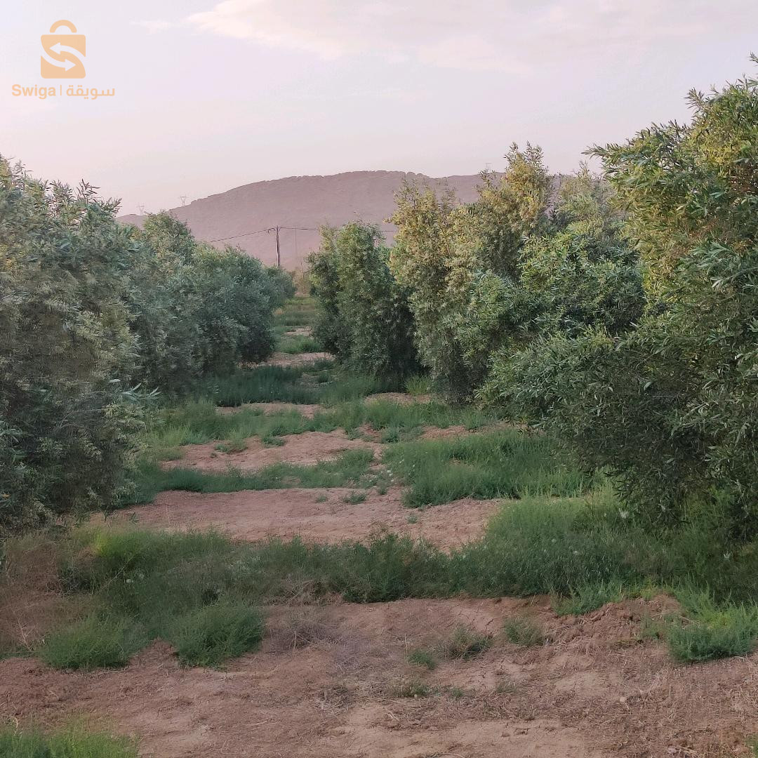 مزرعة زيتون و نخل