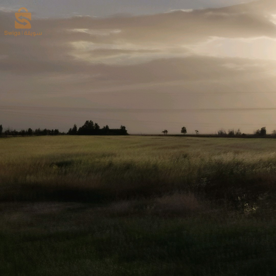 مزرعة زيتون و نخل