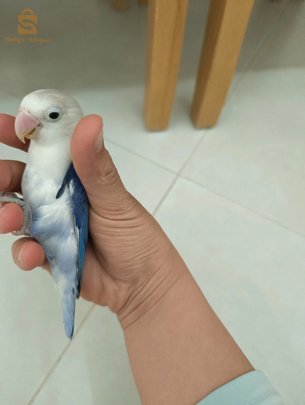 عصافير للبيع