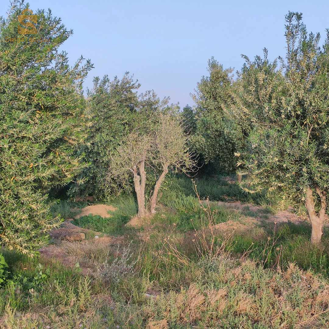مزرعة زيتون و نخل