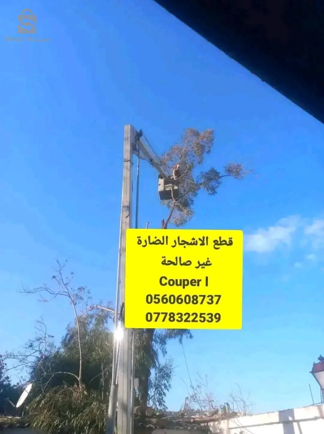 قطع الاشجار الضارة