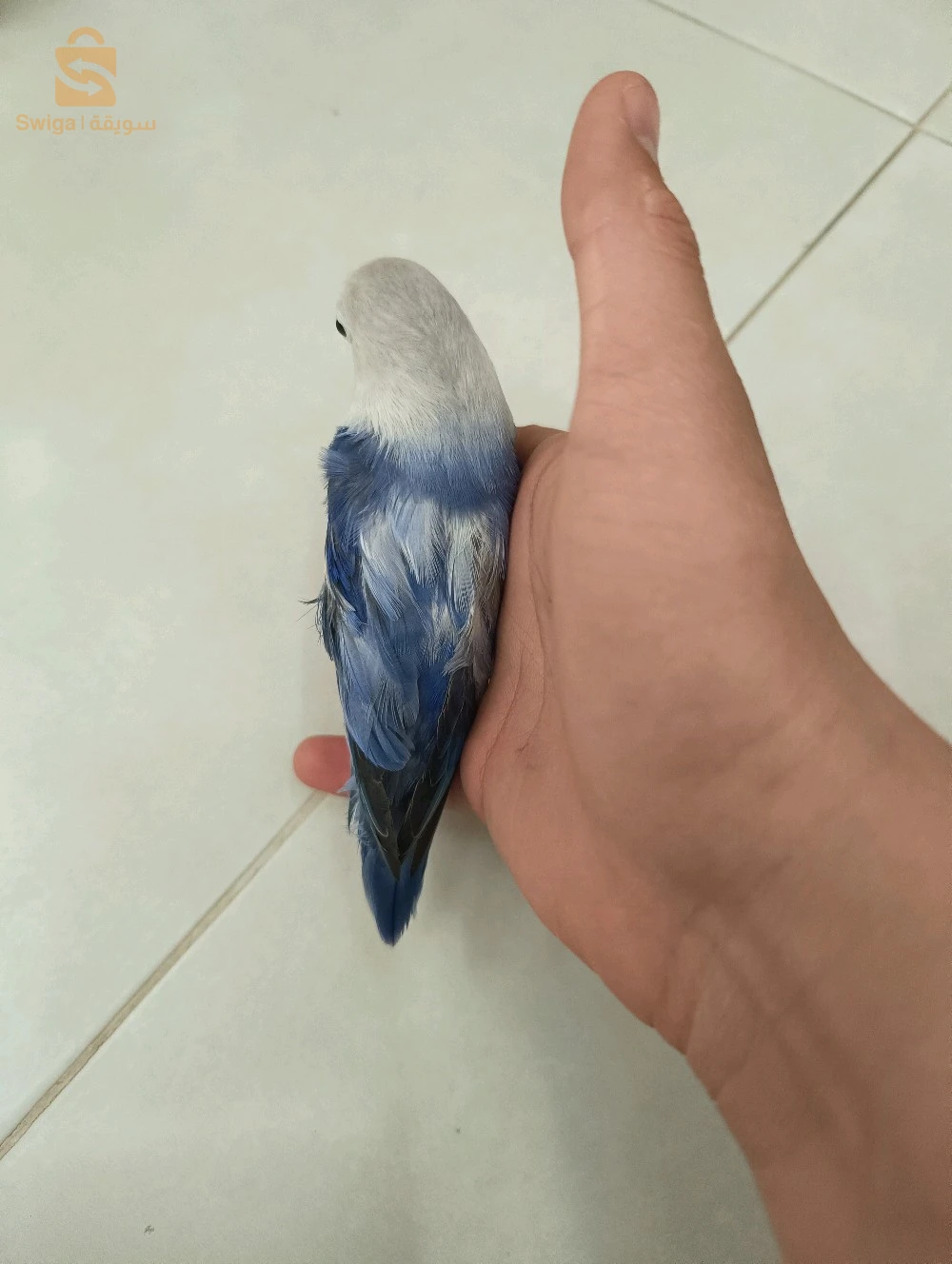 عصافير للبيع