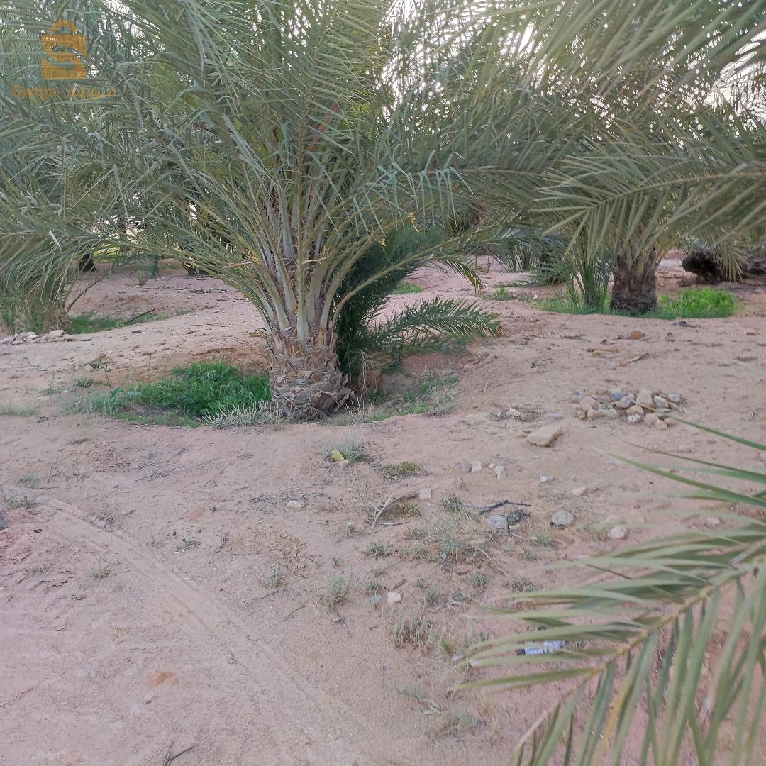 جنان نخيل دقلة نور