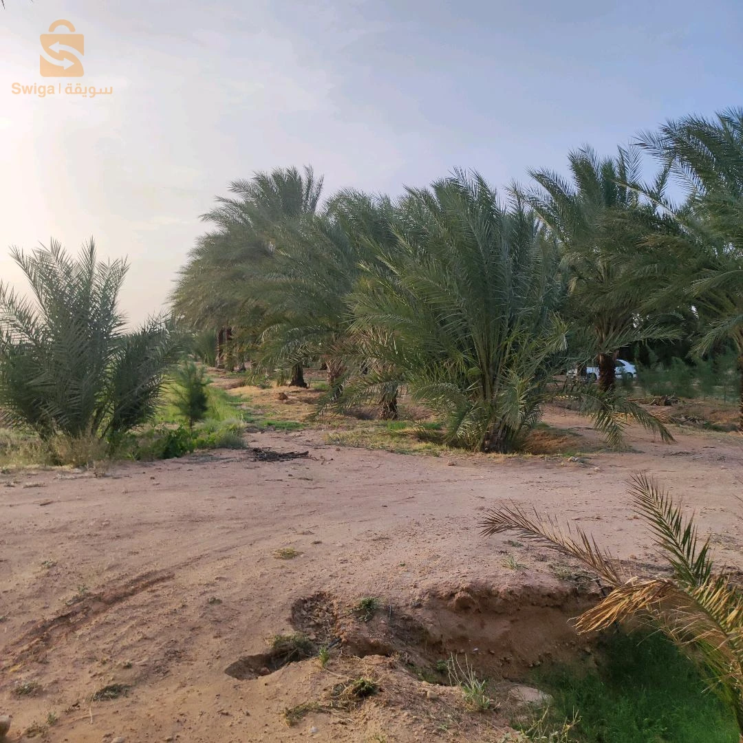 جنان نخيل دقلة نور