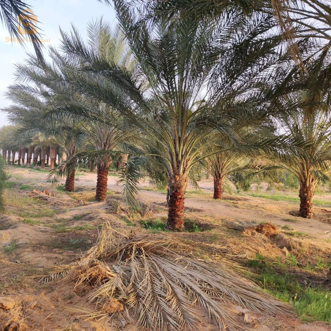 جنان نخيل دقلة نور