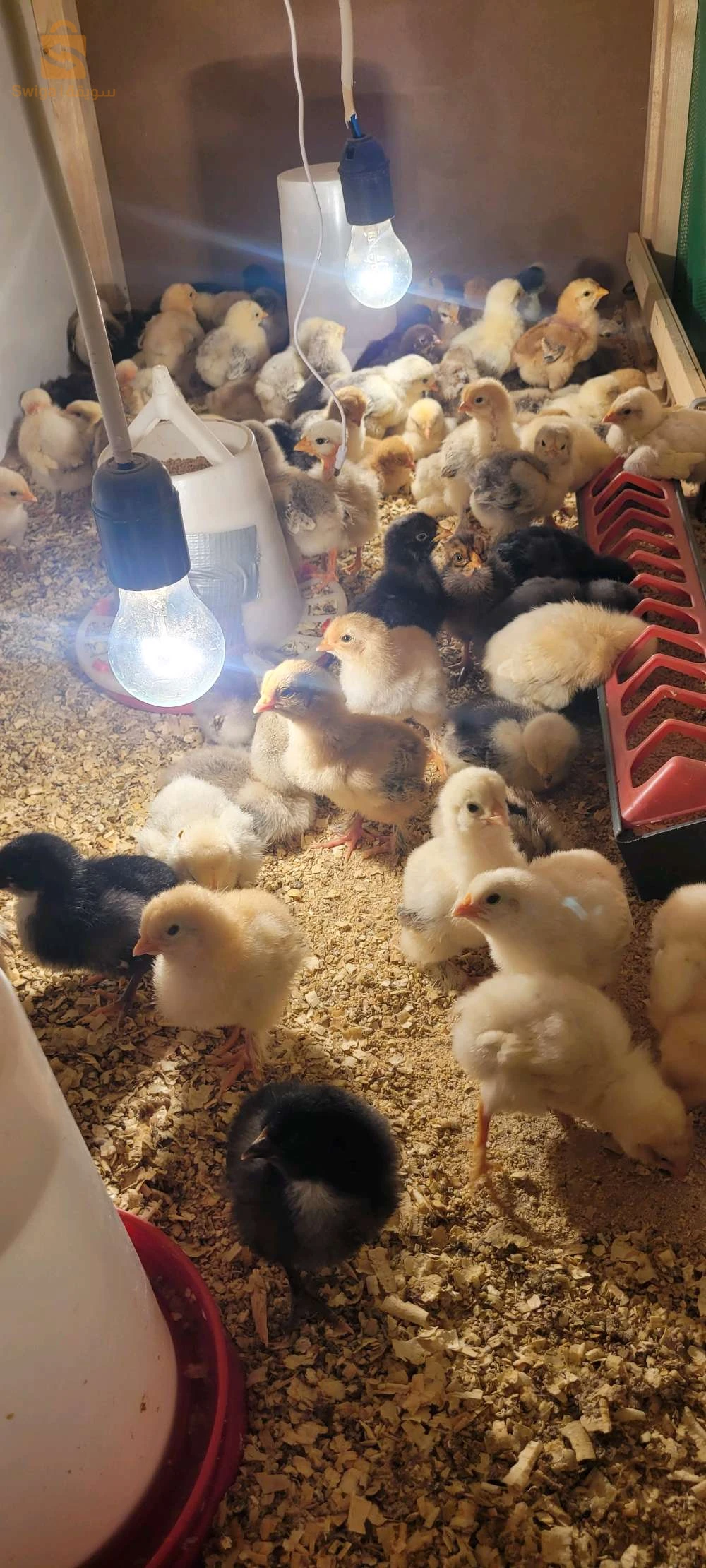à vendre des poussain