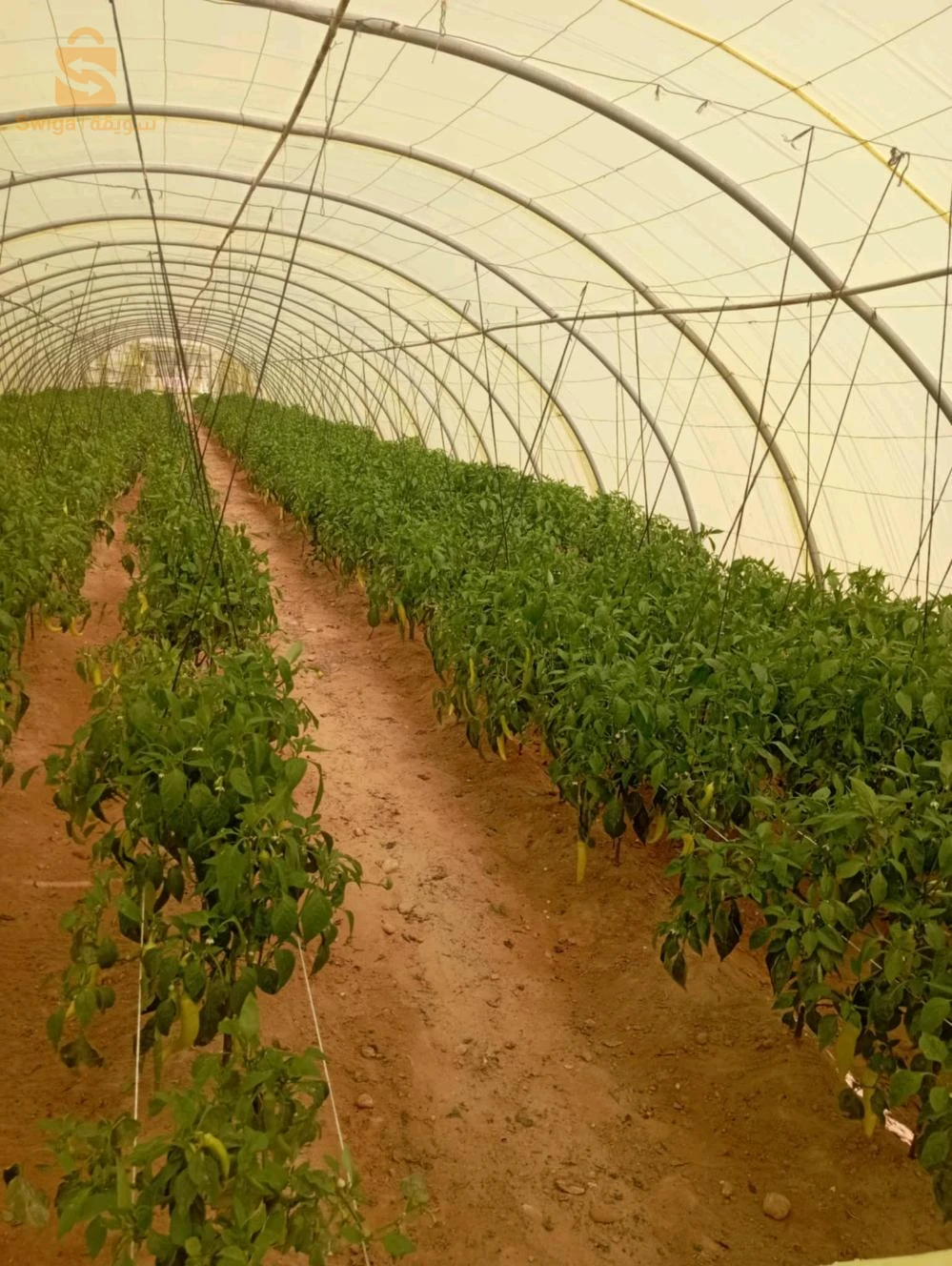 بلدية ليوة  منطقة لقميق