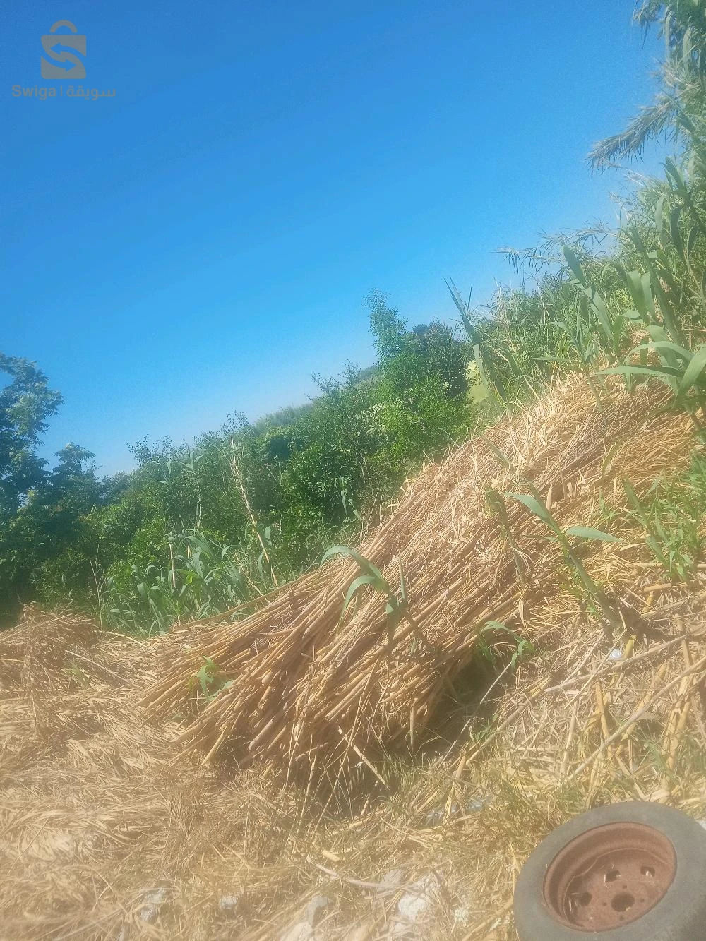 بيع الحطب المسمى بلقبائلية(اغنيم)