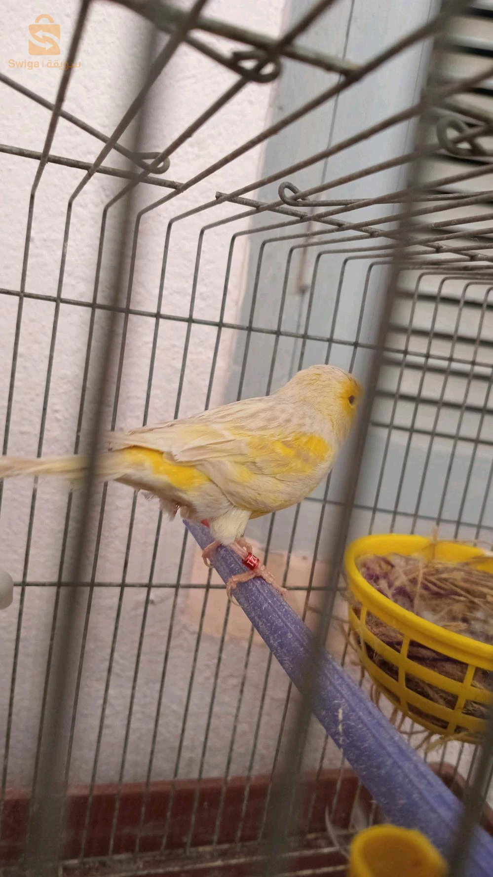 canari satini