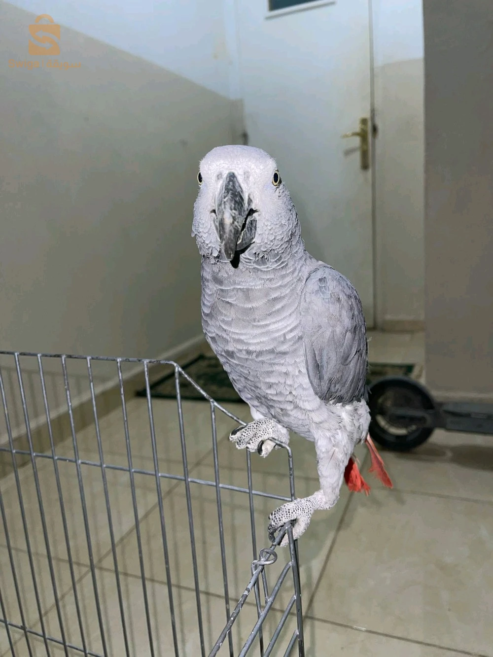 ببغاء للبيع