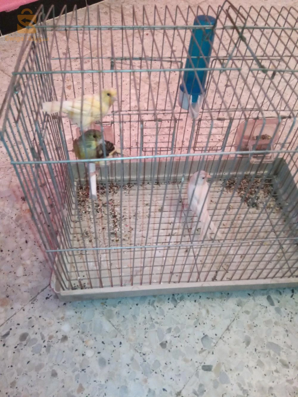 كانري للبيع 2فمالا1مال