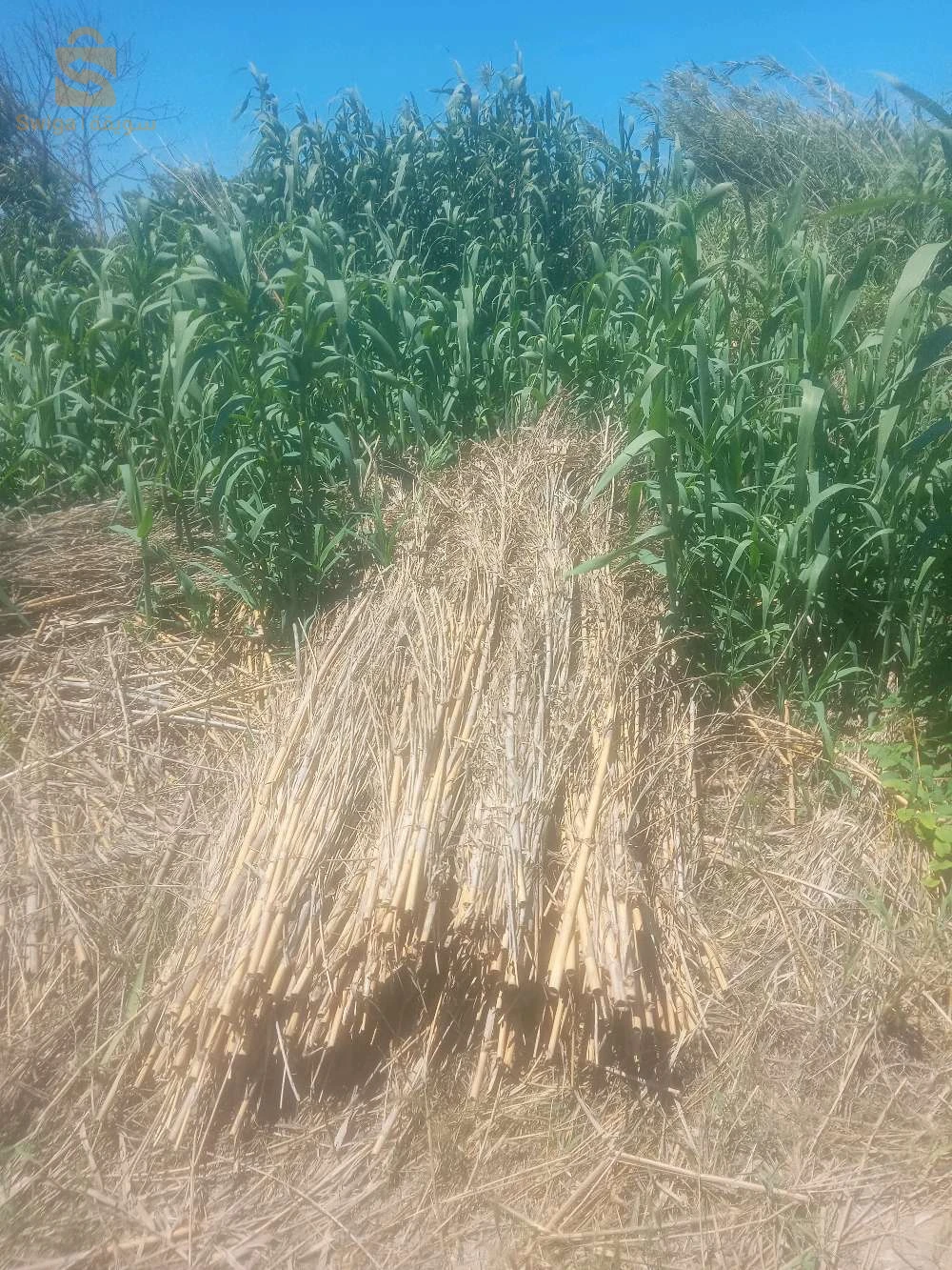 بيع الحطب المسمى بلقبائلية(اغنيم)