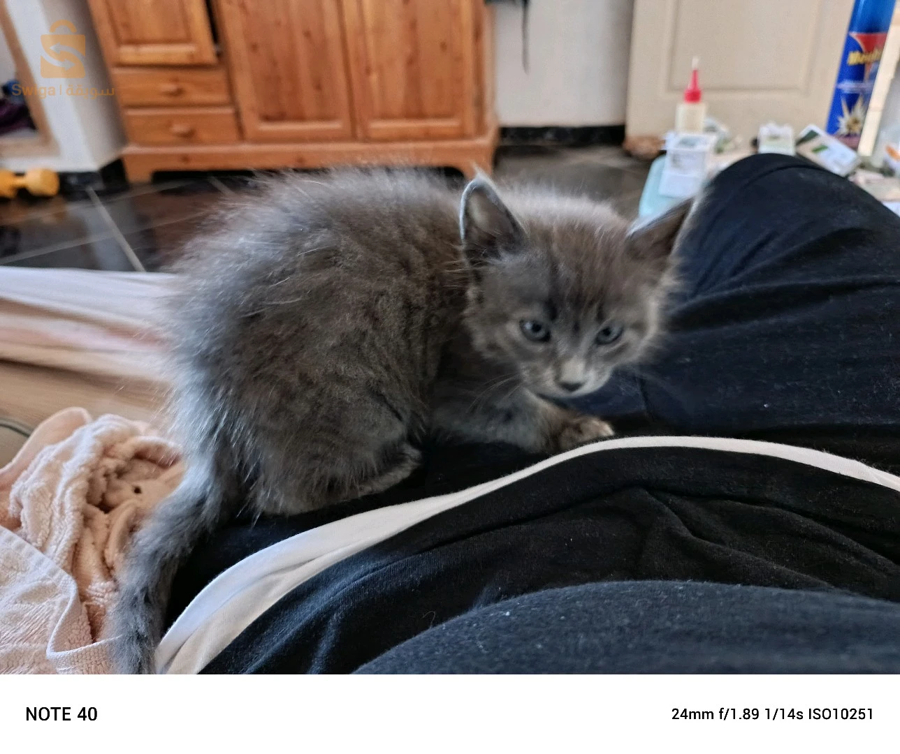 chat bleu russe