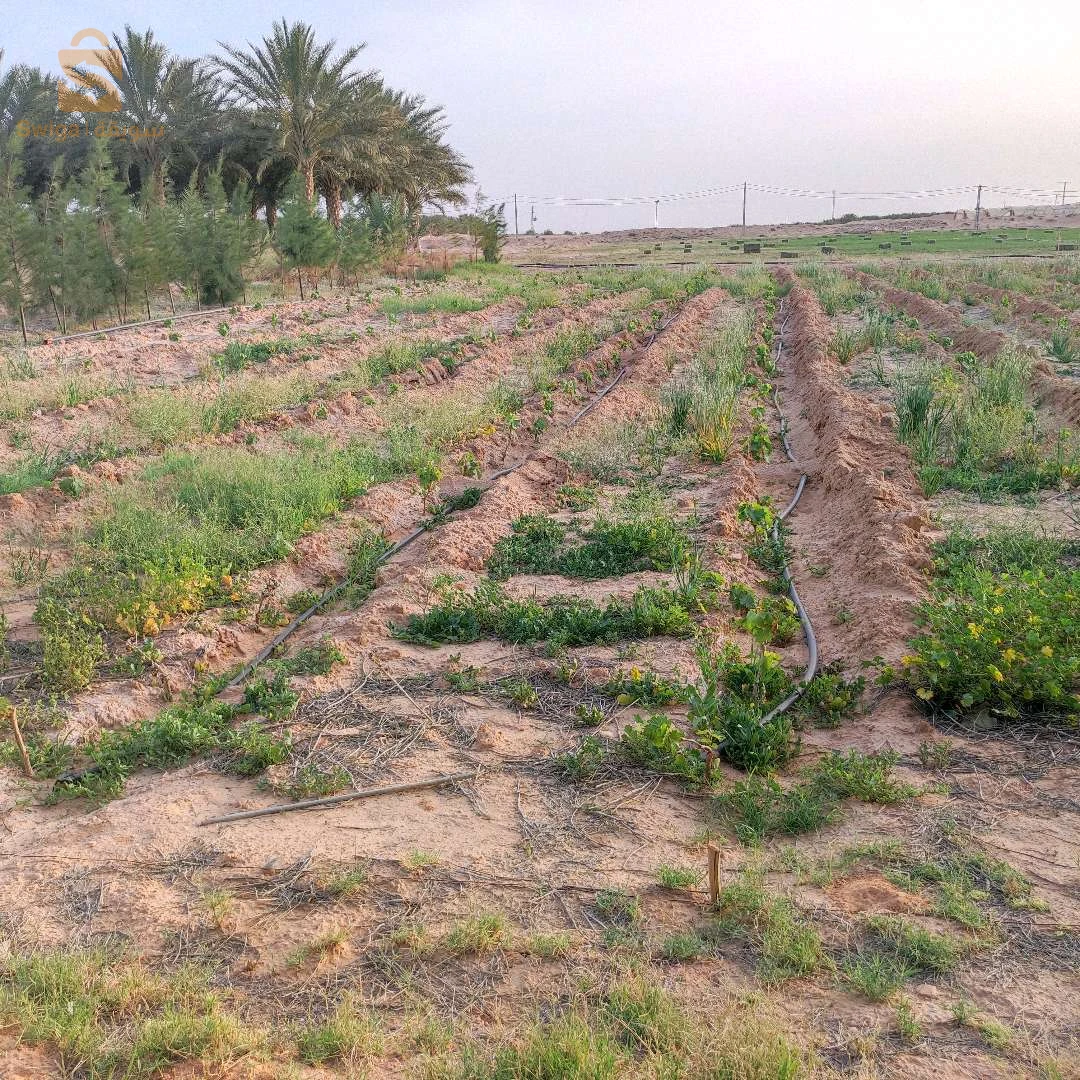 جنان نخيل دقلة نور