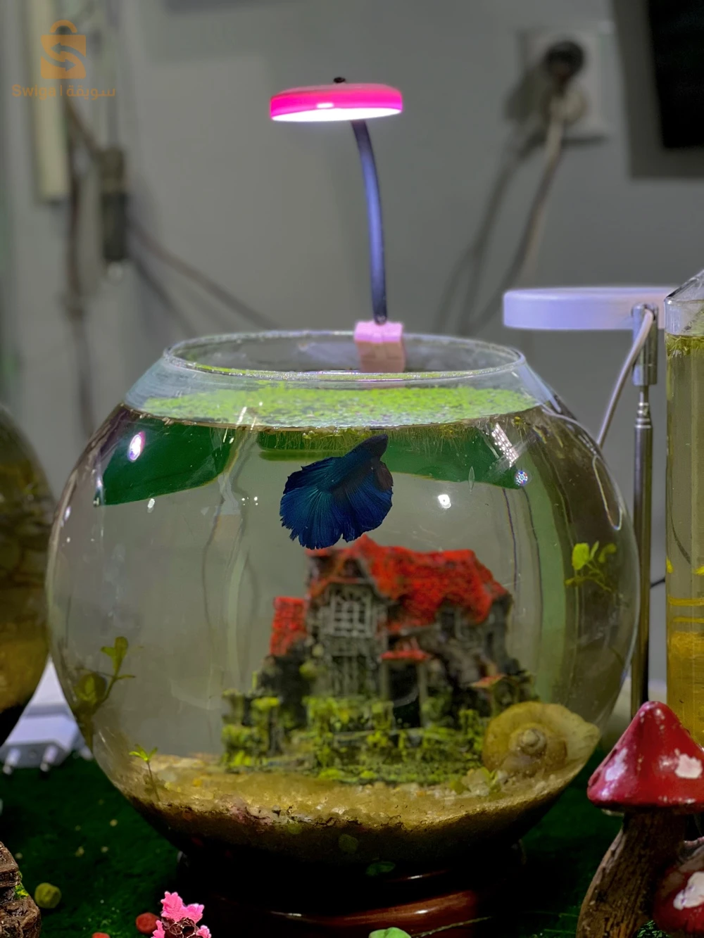 aquarium