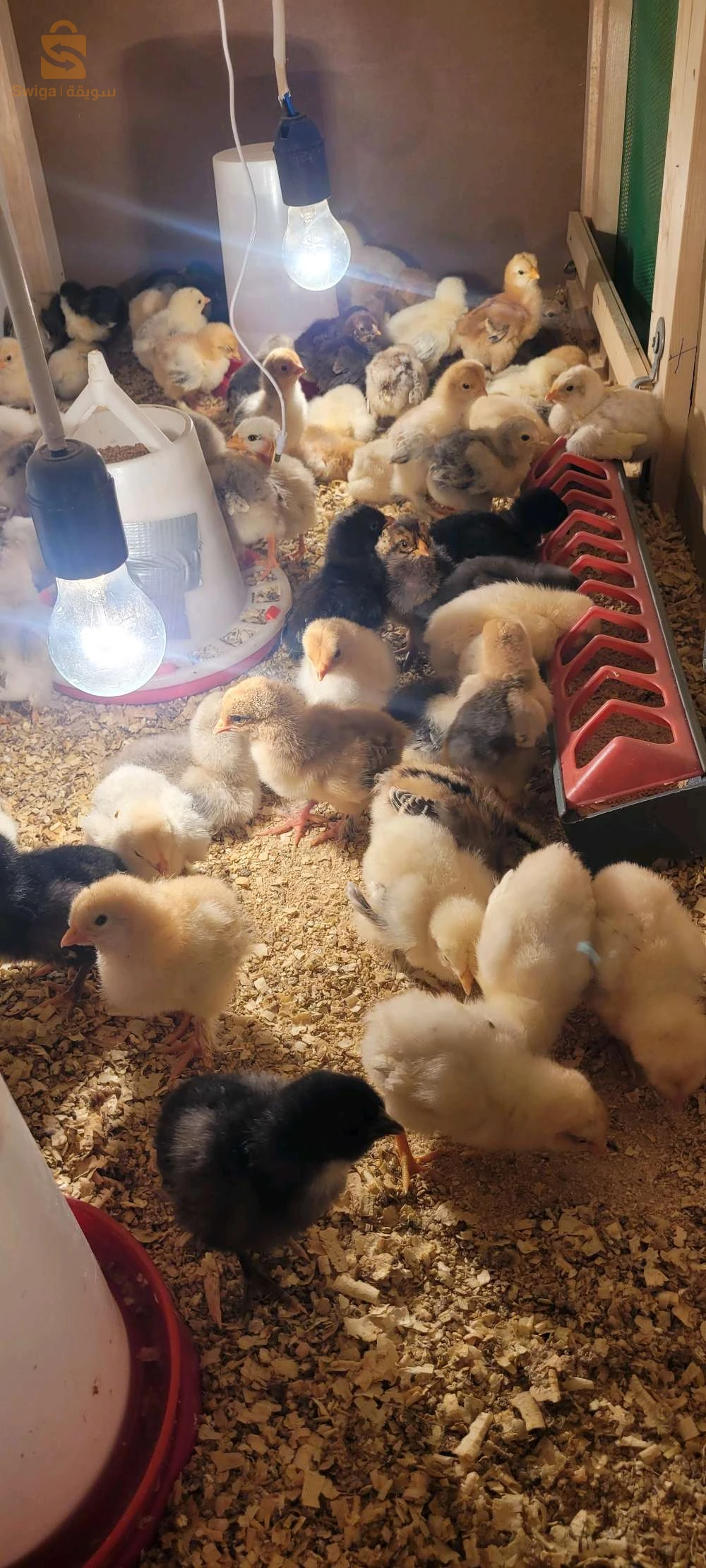à vendre des poussain