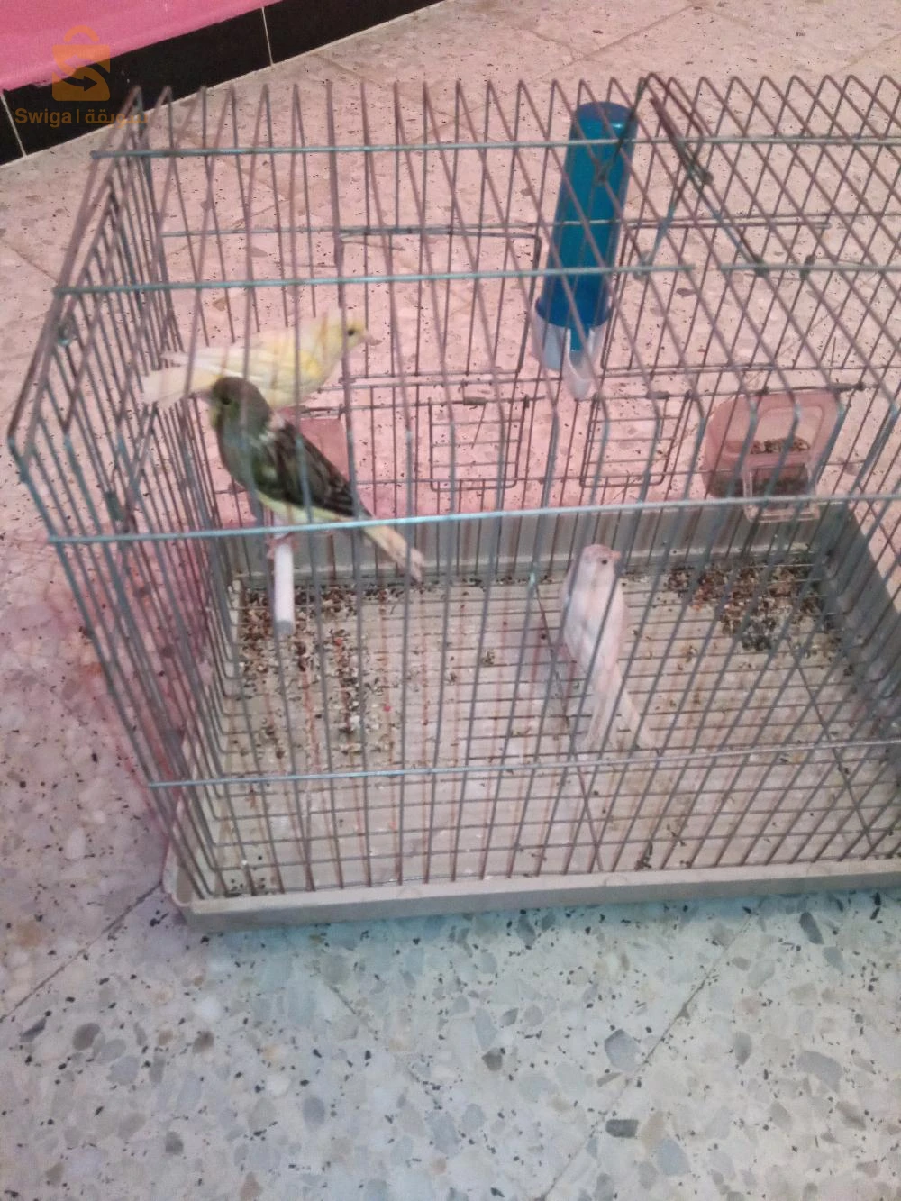 كانري للبيع 2فمالا1مال