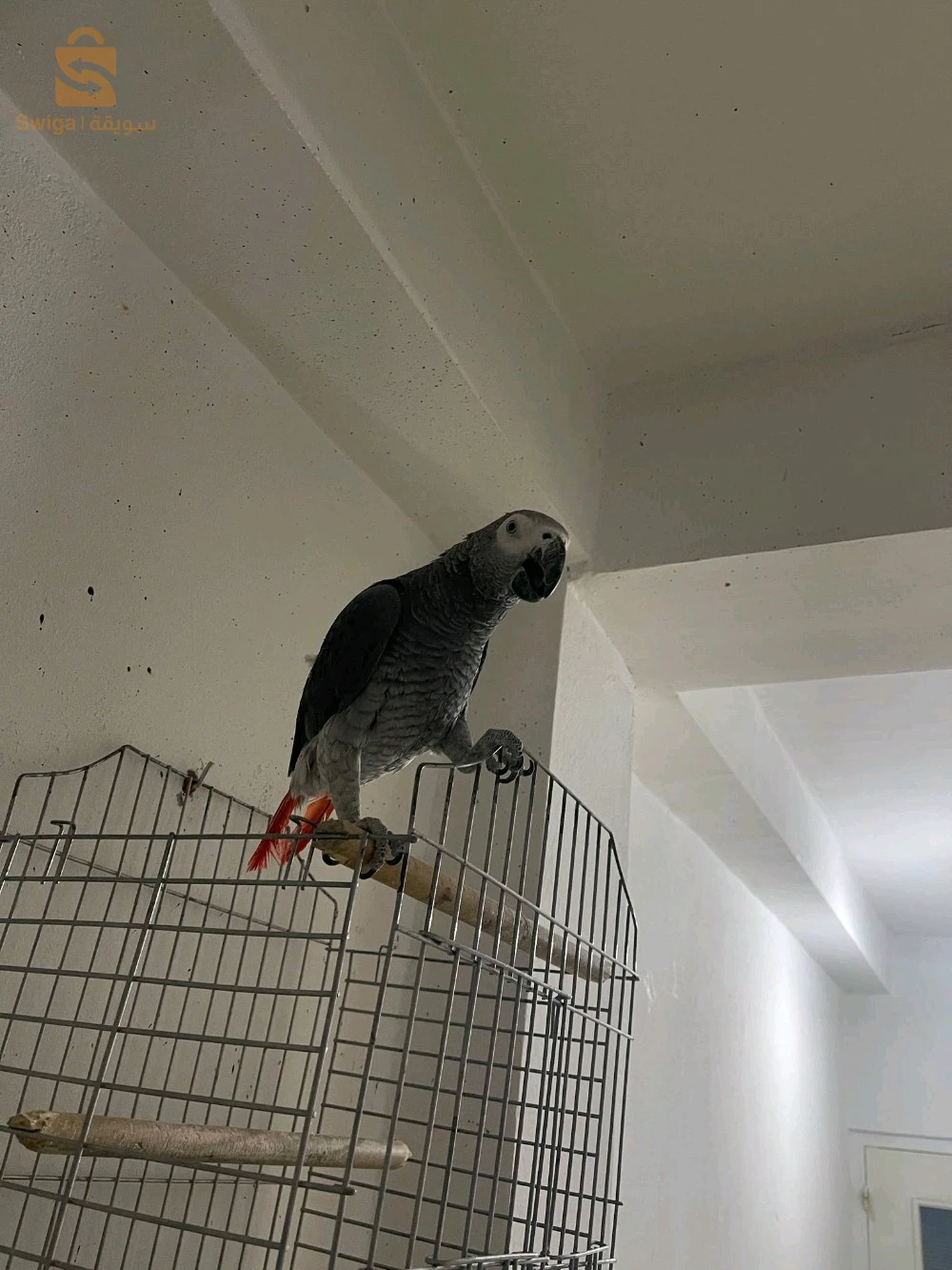 ببغاء للبيع