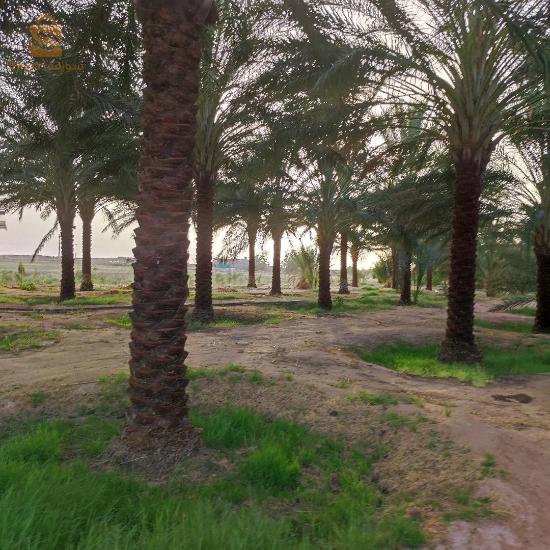 جنان نخيل دقلة نور