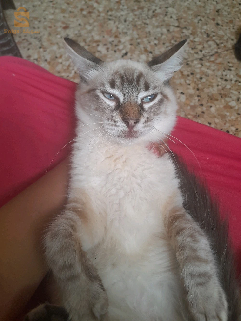 قط