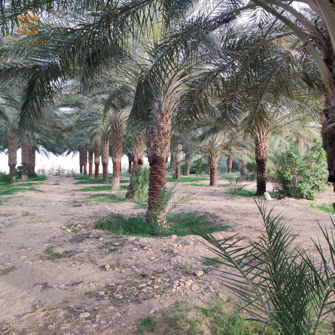 جنان نخيل دقلة نور