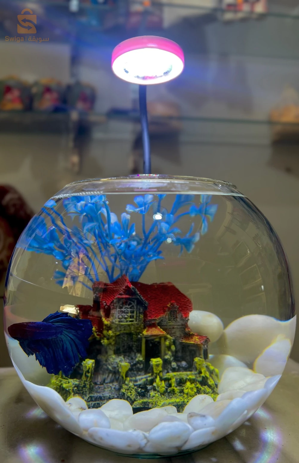 aquarium