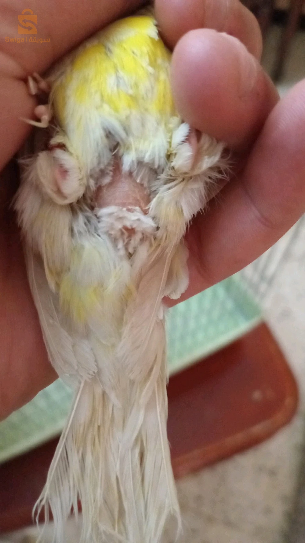 canari satini