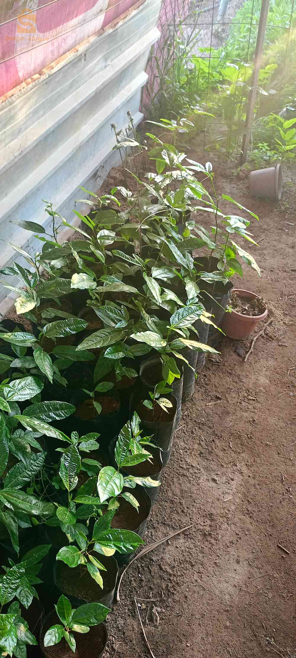 رمان قزمي وفاكهة العاطفة