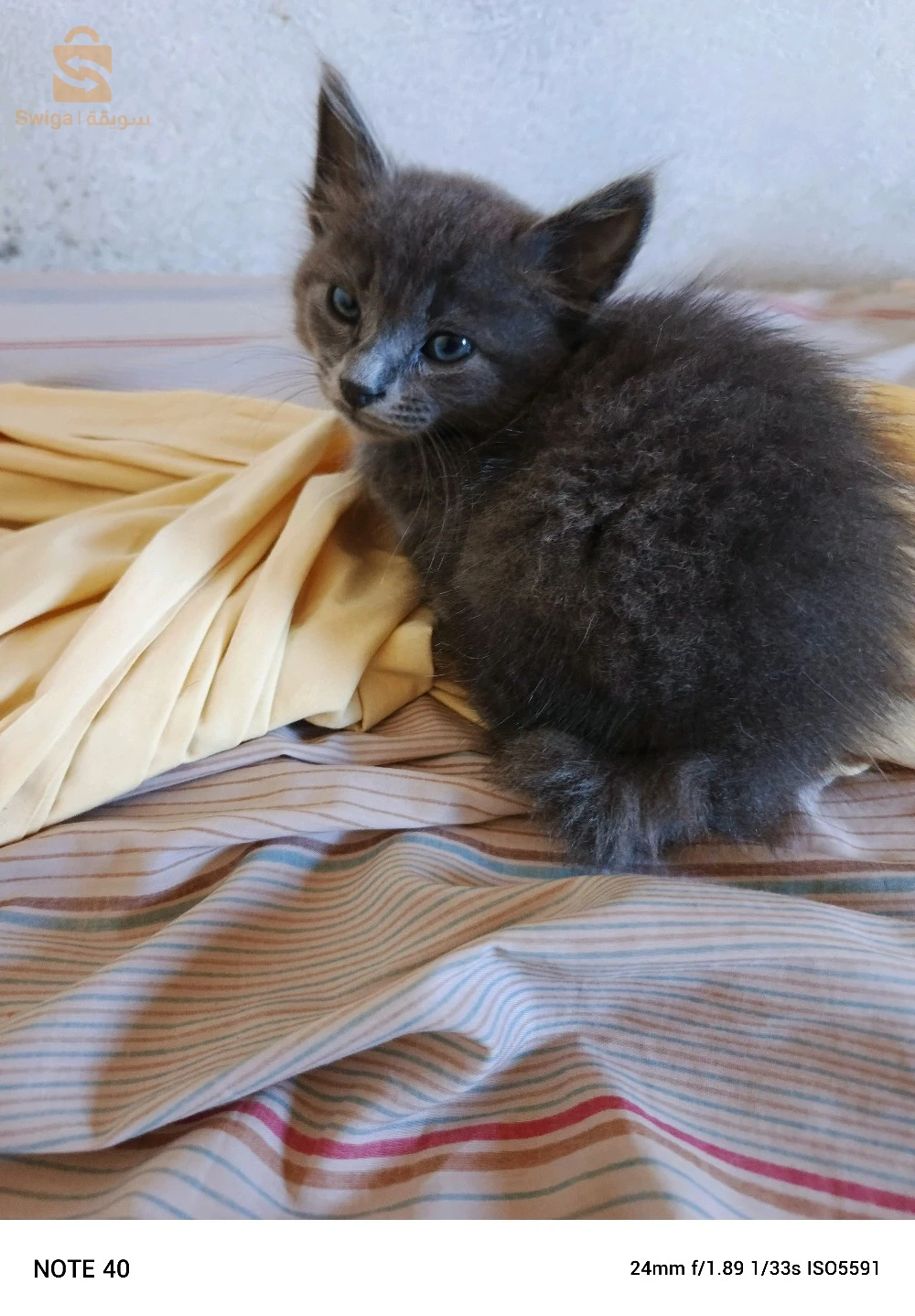 chat bleu russe