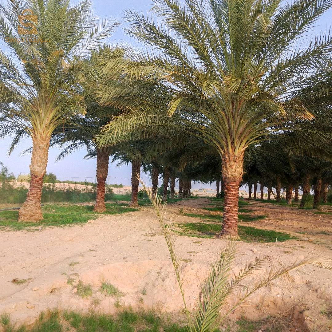 جنان نخيل دقلة نور
