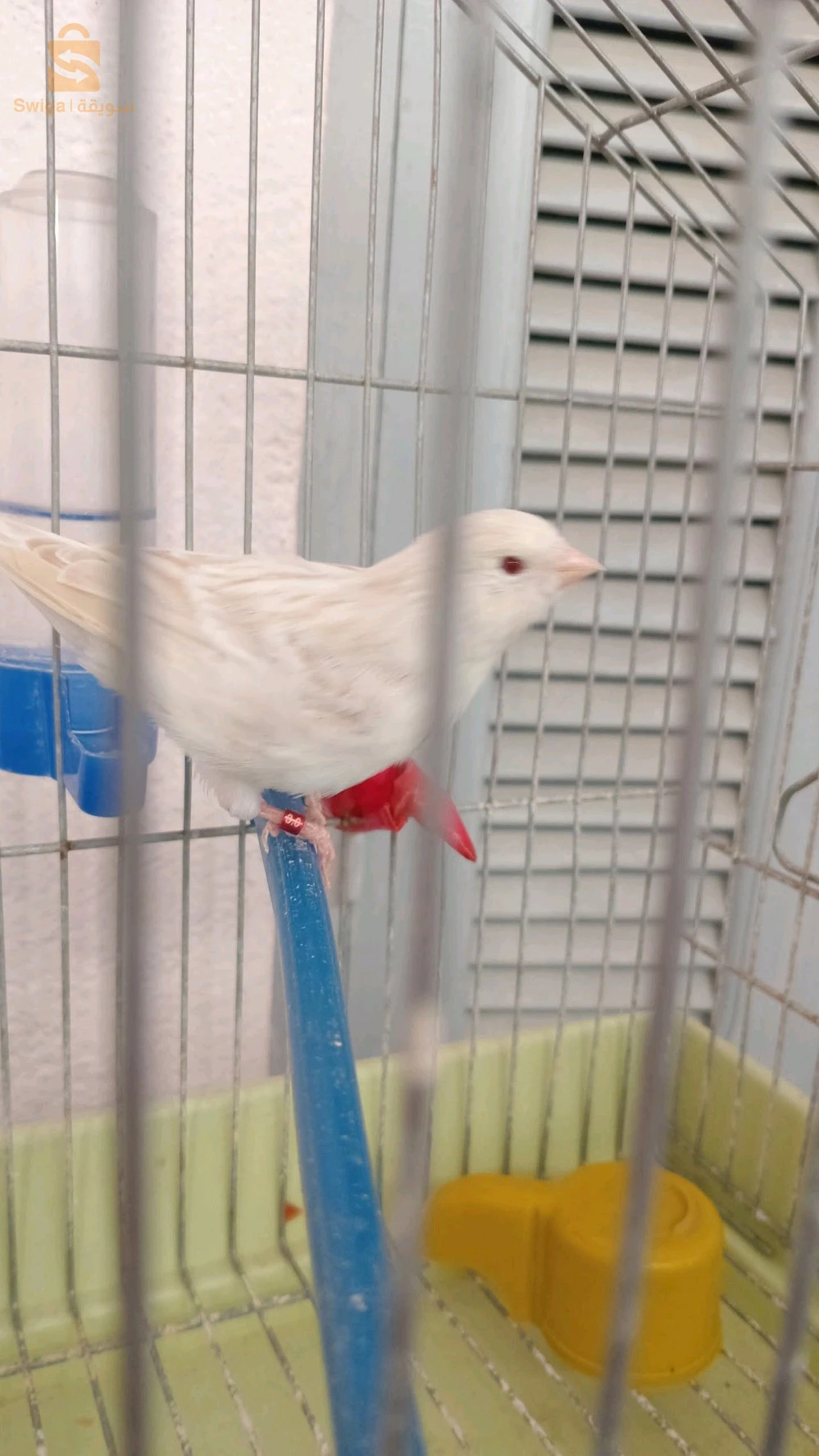 canari satini