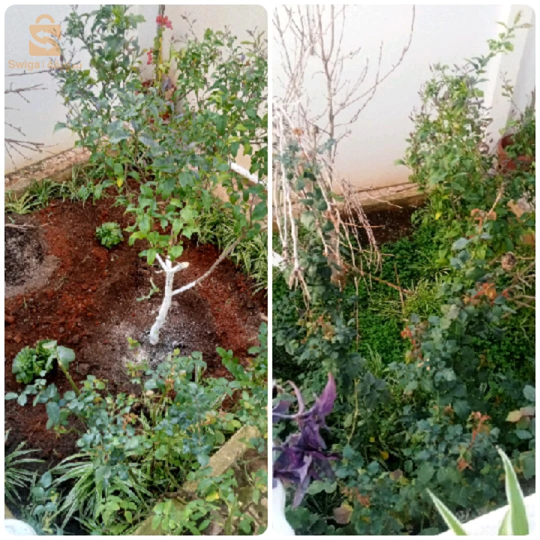 خدمات فلاحية