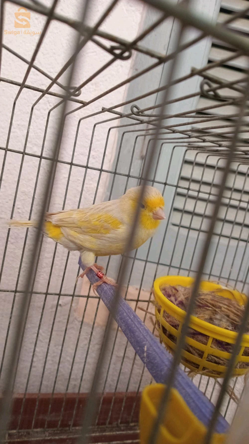 canari satini