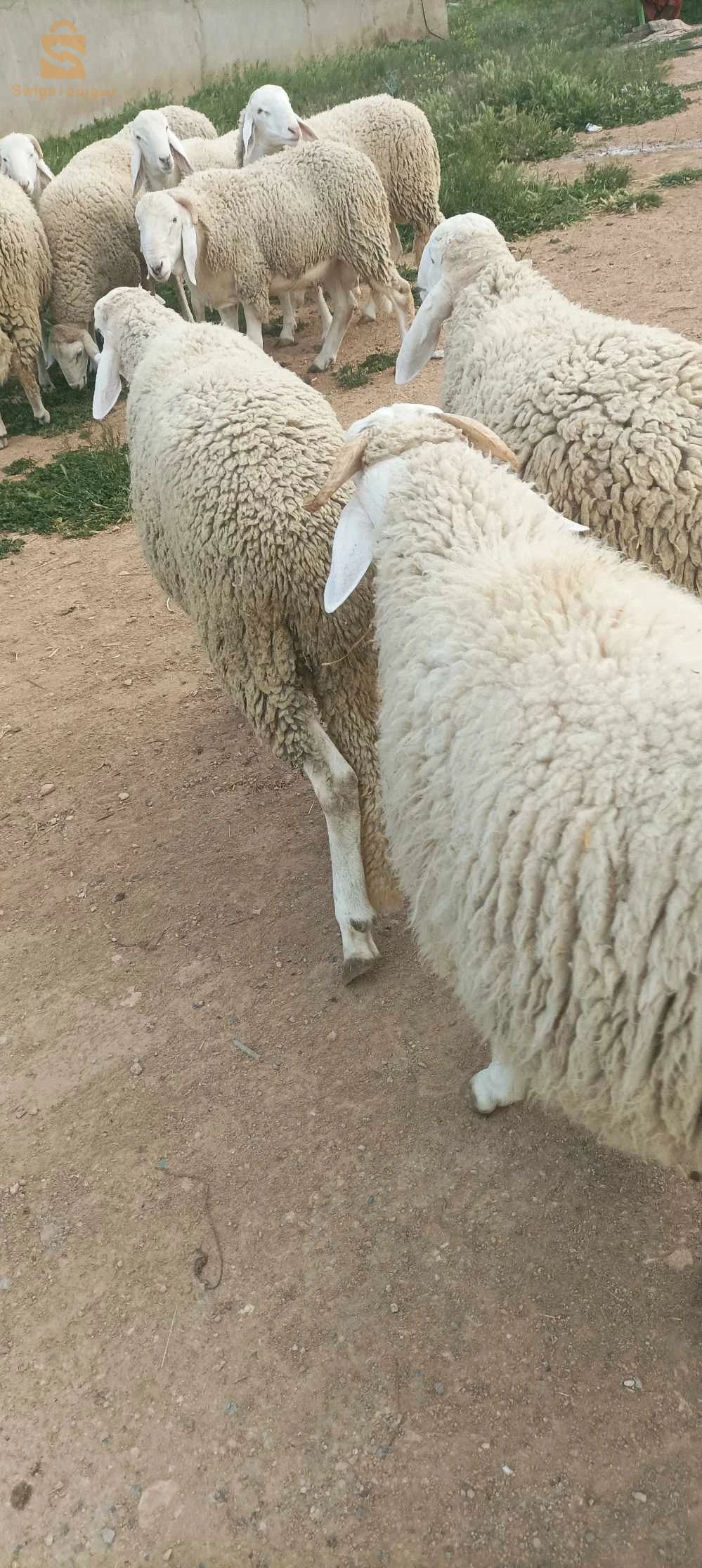 خرفان مشاء الله لحم صافي طالعين بصفى