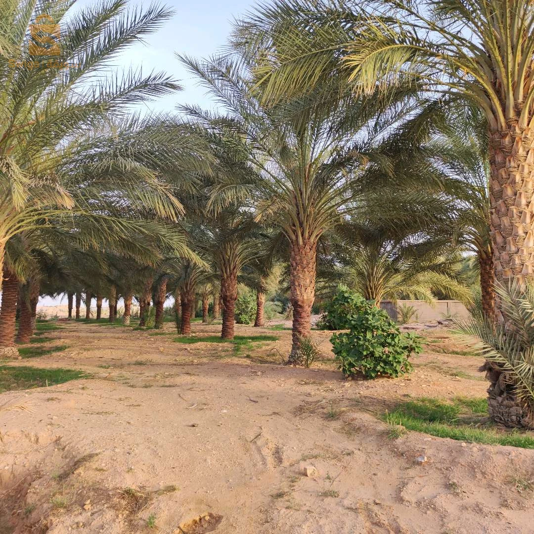 جنان نخيل دقلة نور