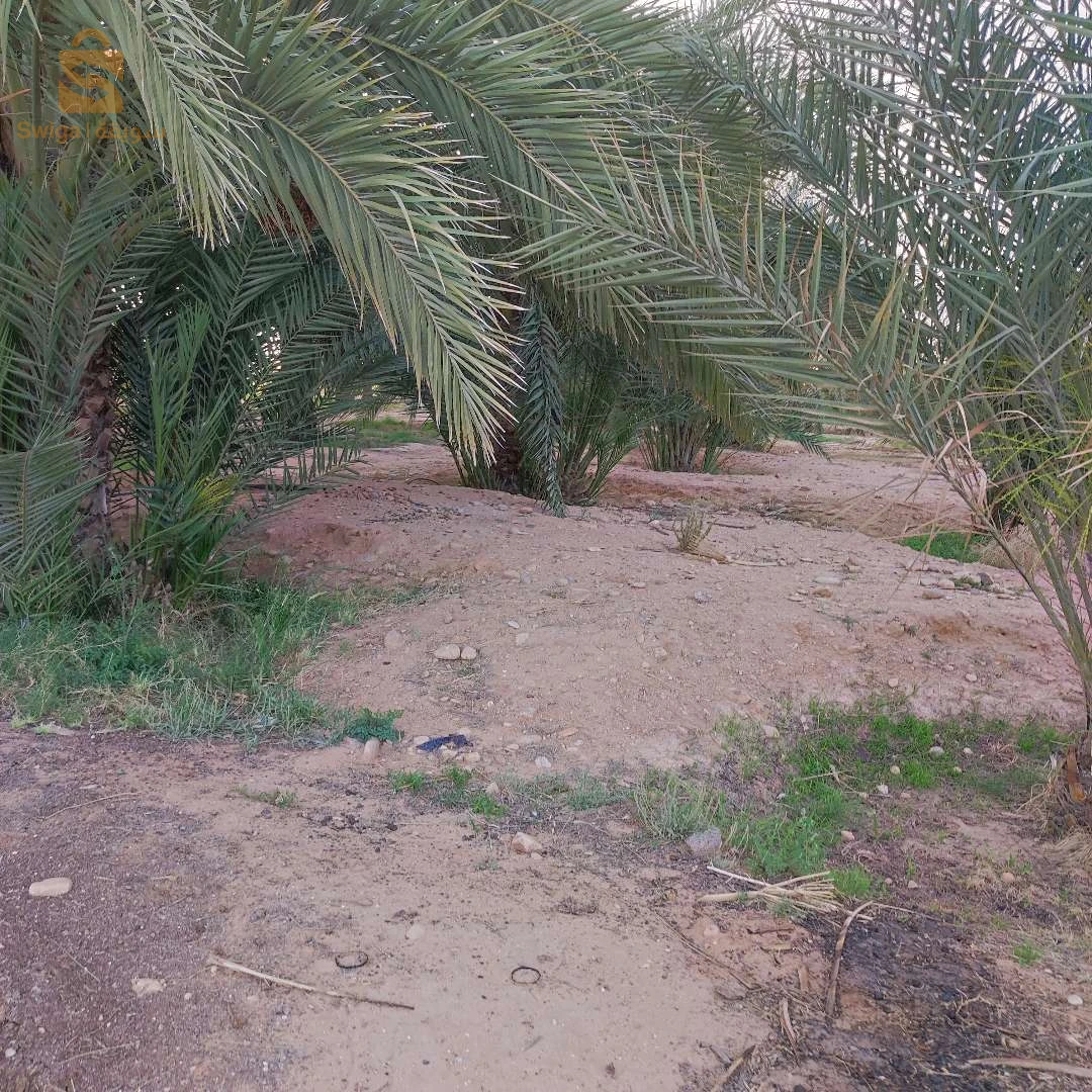 جنان نخيل دقلة نور