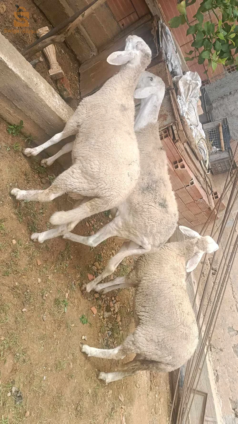 نعجة وزوج ولادها ذكر وانثى سلعه بسم الله ماشاء الله