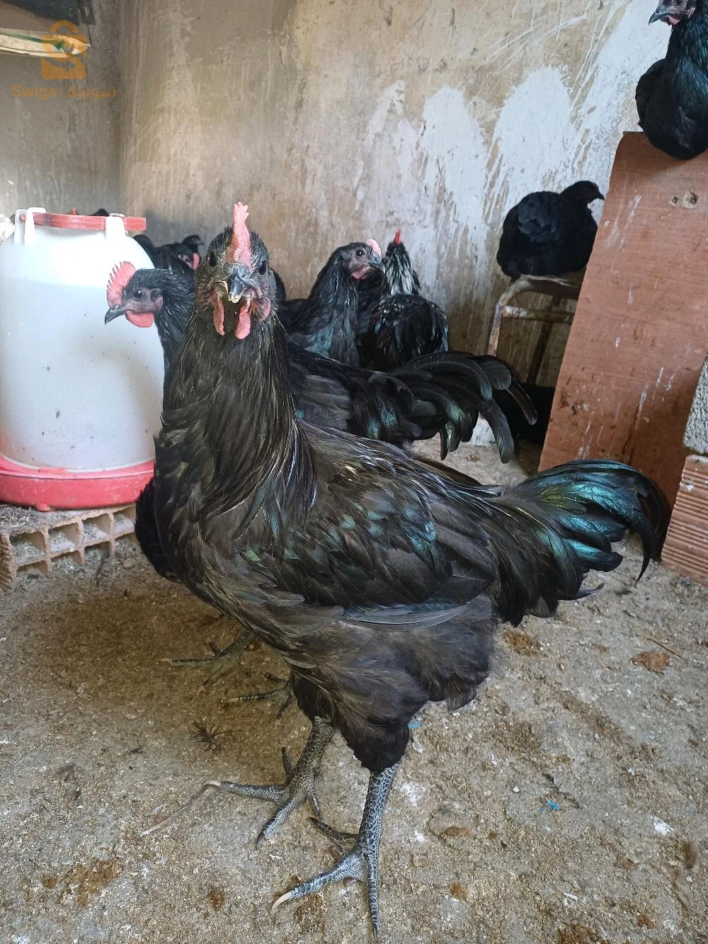 ديوك استرالوب