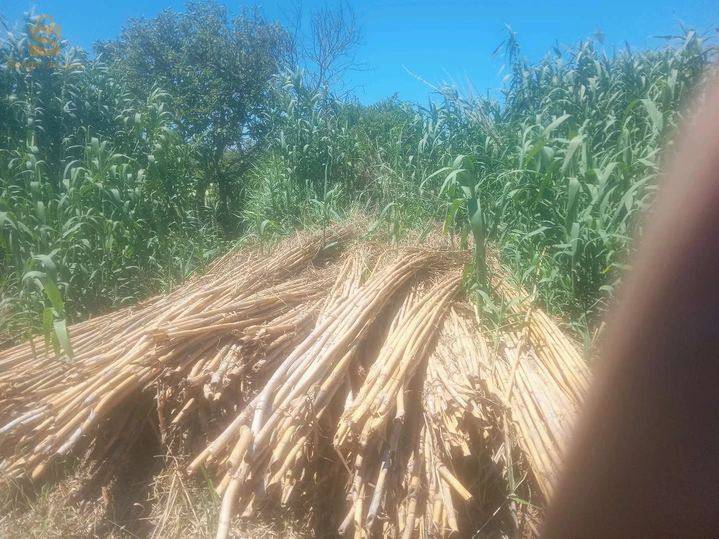 بيع الحطب المسمى بلقبائلية(اغنيم)